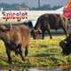Illustration for article titled An Airliner Crashed Into A Sneaky Buffalo